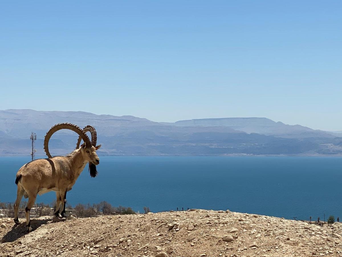 Отель Badolina Ein Gedi Glamping Экстерьер фото